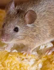 mouse on food in kitchen